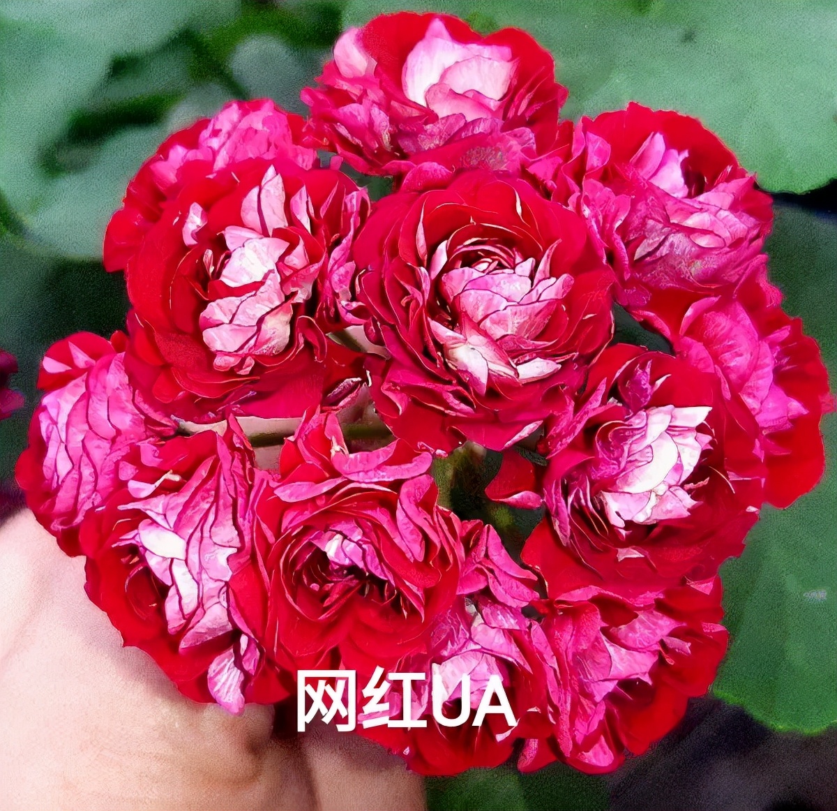 垂吊天竺葵哪些品种容易爆花,天竺葵羊宝和糖果双色哪个更爆花