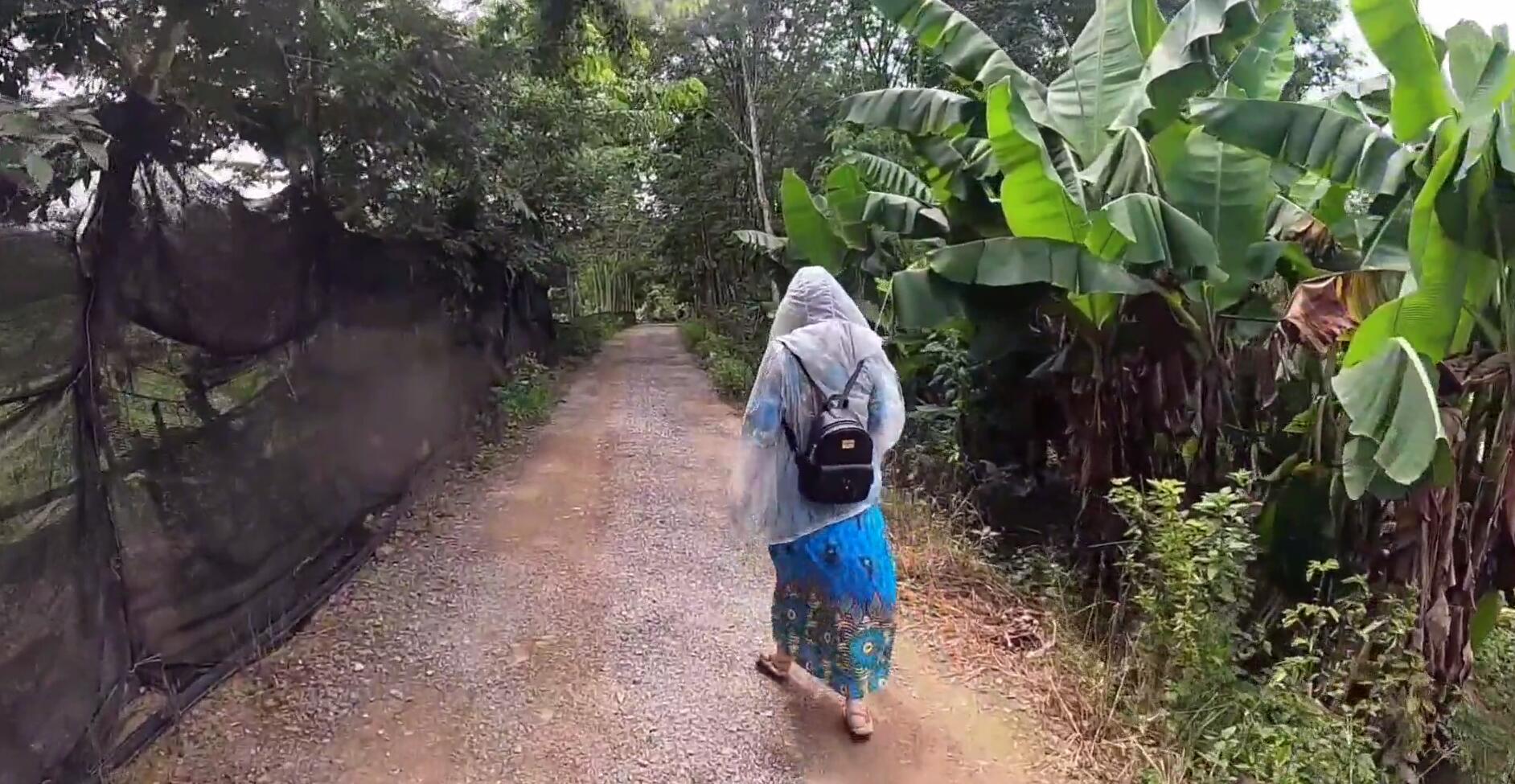西双版纳热带雨林导游,西双版纳热带雨林谷导游