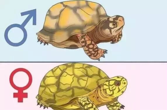 乌龟是怎么繁殖和养育后代的,刚破壳的小乌龟怎样分雌雄