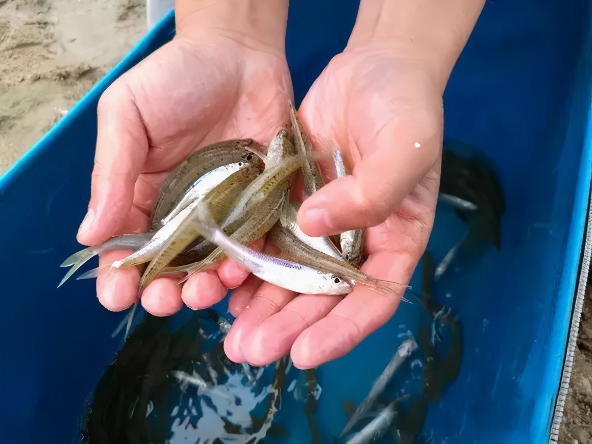 春天银鮈怎么钓,野钓小银鮈的开饵方法