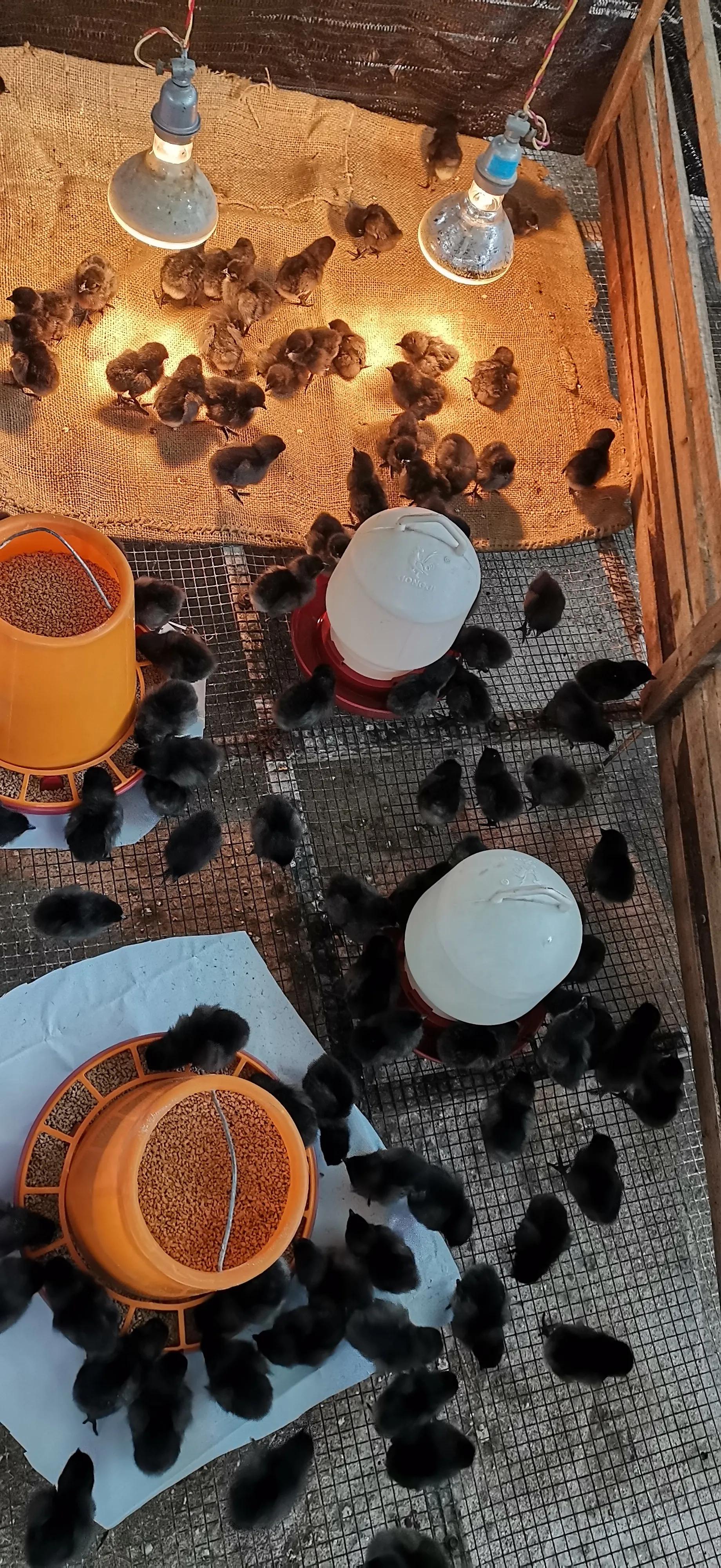 育雏垫网如何搭建,小鸡育雏笼垫网怎么铺