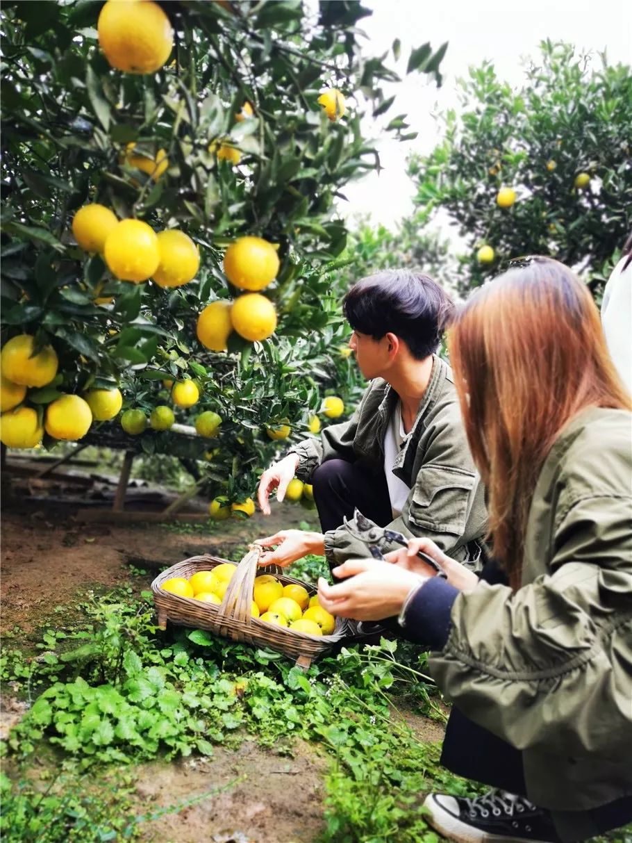 成都哪个学校是4a级景区,四川成都5a级景区学校