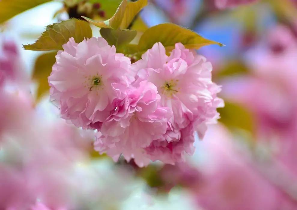 美人如花隔云端前一句,美人如花隔云端的下一句是什么