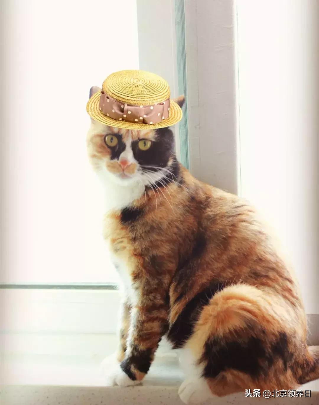 喵星人第二季,喵星人第2季免费观看