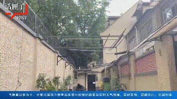 上海小区自行修树,上海小区大树被修剪成光秃秃的