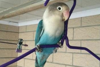 面类牡丹鹦鹉品种介绍及图片,牡丹鹦鹉品种介绍及图片和名字