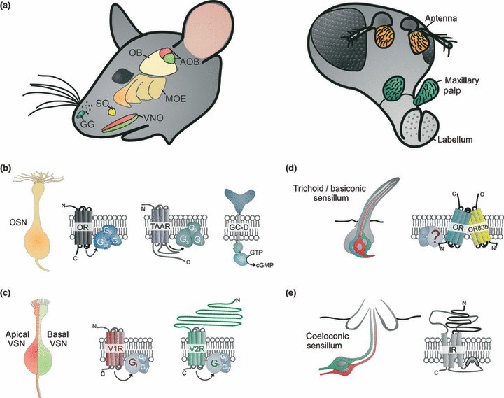 寄生虫操纵人类大脑,操纵意识的寄生虫