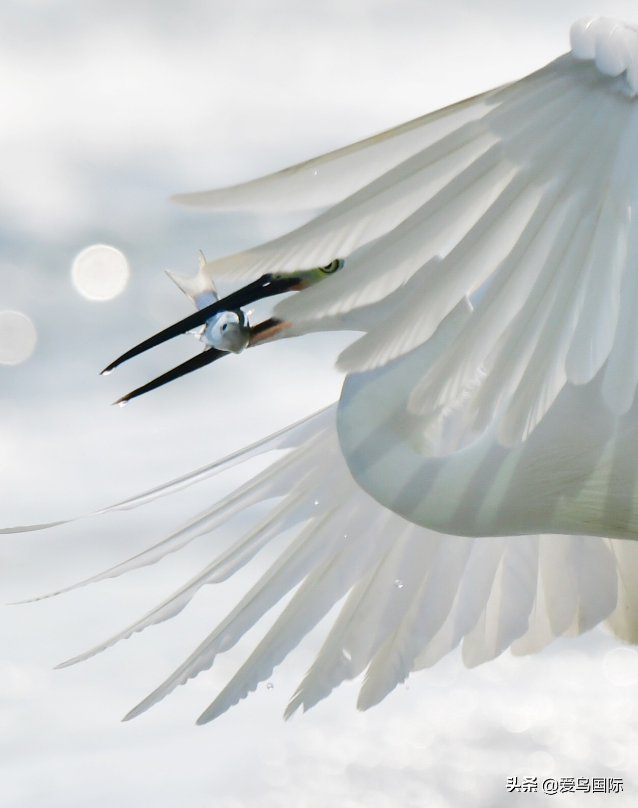 躁动的繁殖季节2021观鸟大年五月精华作品集
