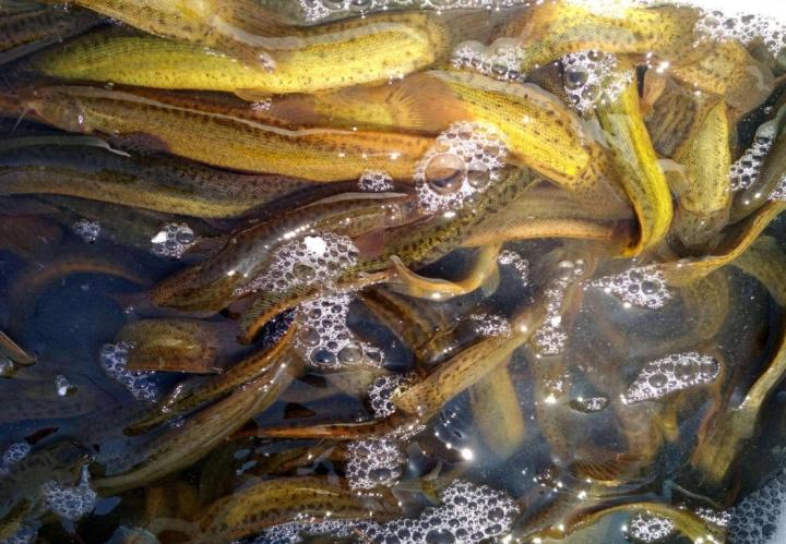 泥鳅的养殖技术方法和注意事项,泥鳅的养殖技术要怎样养殖最好呢