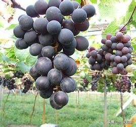 地产葡萄开启“甜蜜时刻”首批“巨峰”抢鲜上市