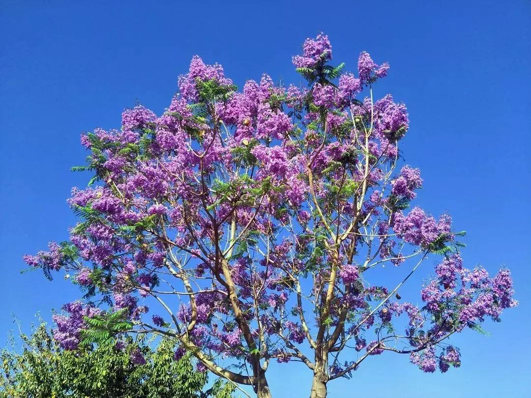 凉山州哪里可以赏花,西昌赏花攻略