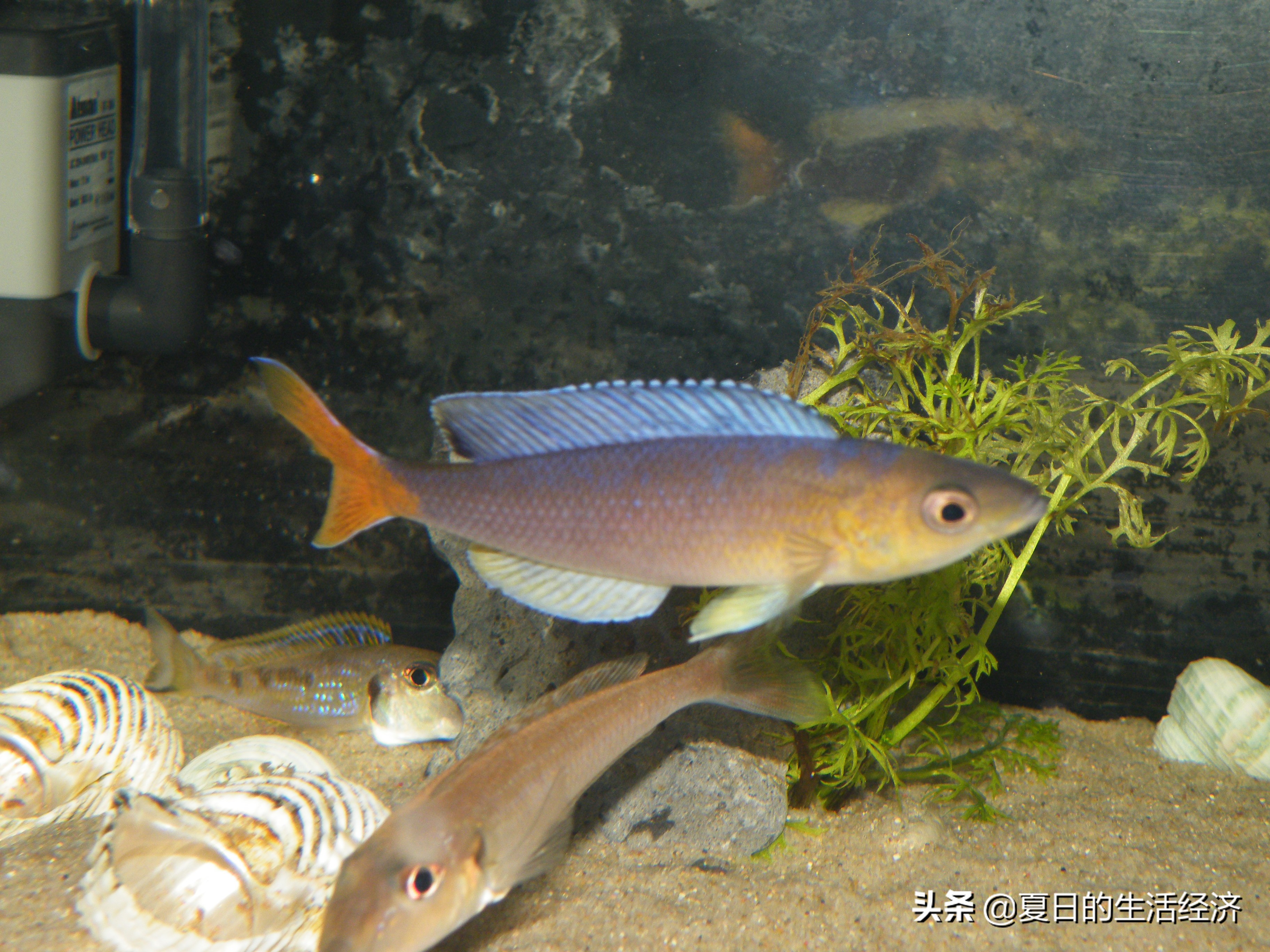 回忆三湖,三湖慈鲷纪念