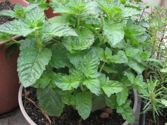 薄荷在家中养哪个品种比较好,薄荷什么品种适合养在家里