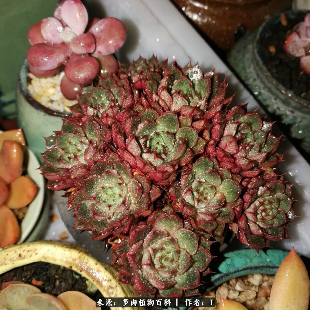 多肉还可以这样玩(上):八年养肉路剪影!