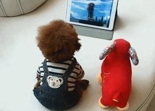 贵宾犬面对主人哭泣时的几种表现,贵宾犬忠诚于你的5大表现是什么