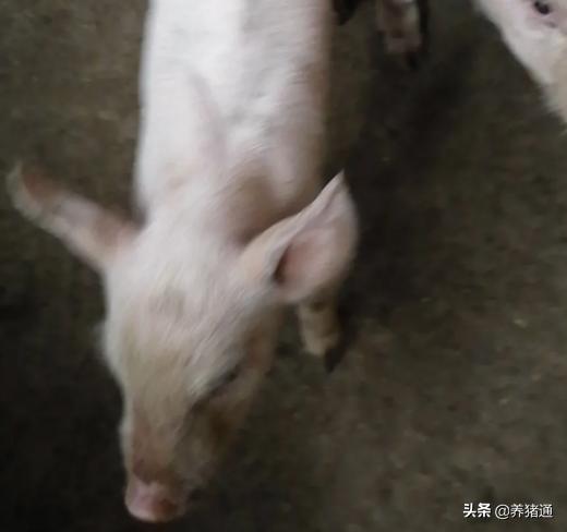 猪场常见疾病,猪场常见的10大疾病