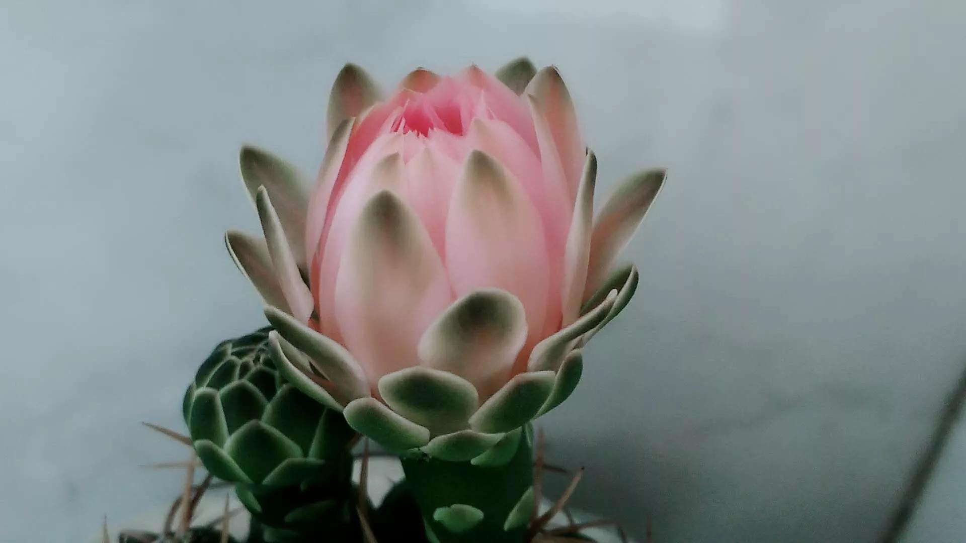 “常年丑貌君不问，一日花红万户惊”——仙人掌的产地及精品赏析