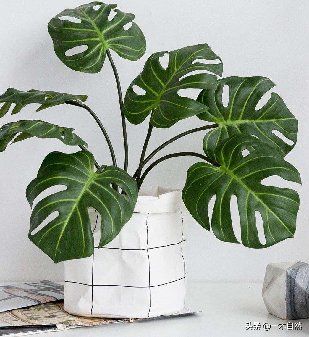 不适合室内种植的有毒绿植,十种有毒的绿植