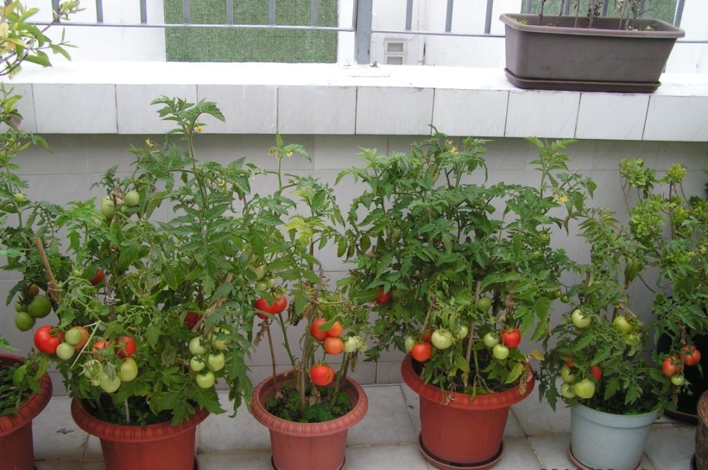 阳台种菜有小虫怎么处理,阳台种菜怎么才能不招虫子