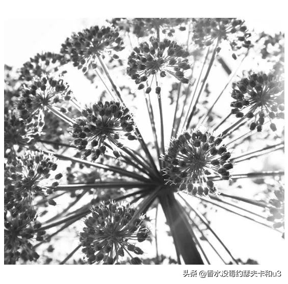 香水种草女生,娇兰香水哪个最值得入手