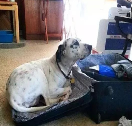 举报偷渡走私,偷渡被捕的猫