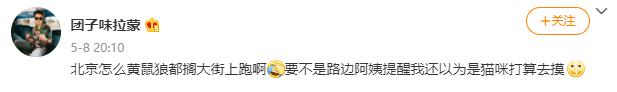 北京的黄鼠狼,北京市区黄鼠狼