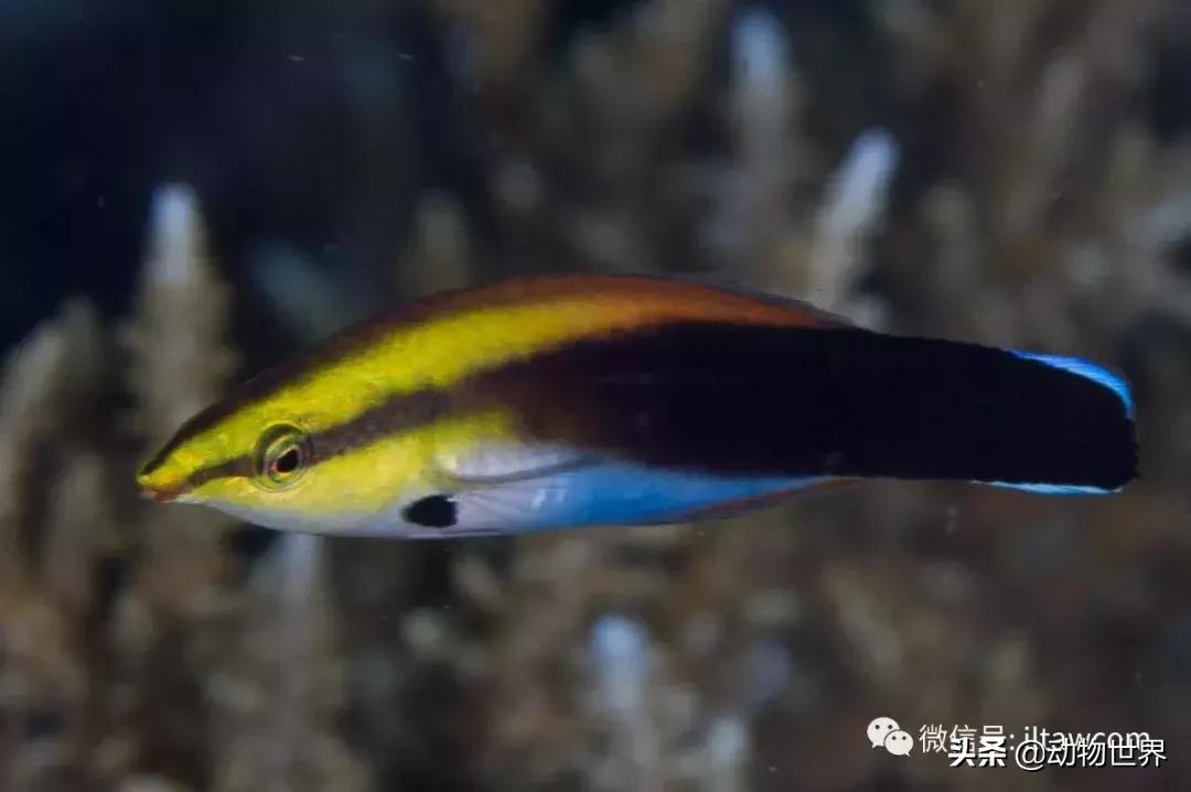 各种鱼的演化过程,3亿年前的鱼进化