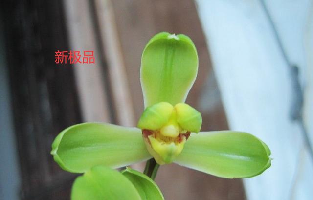 蕙兰新品图片欣赏大全,蕙兰新八种叶片欣赏