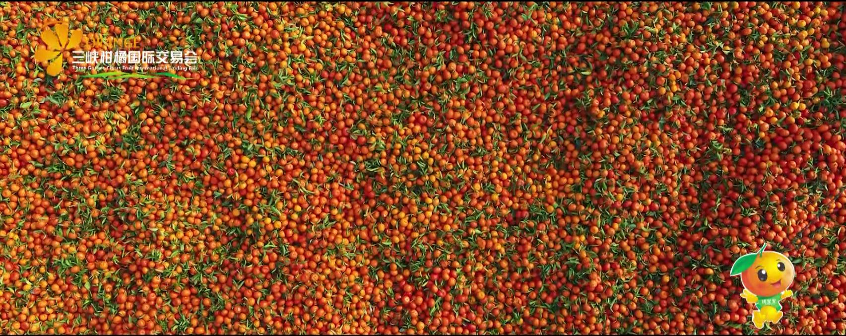 世界柑橘起源地竟在重庆，种植历史超4000年，曾是宫廷贡品