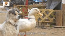 公鸭爱上金毛犬,公鸭子为什么粘着母狗