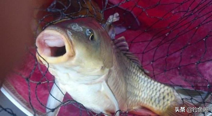 钓野生鱼的秘密,钓野生大鲤鱼