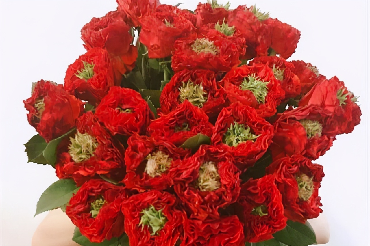 值得入手的玫瑰花,最受欢迎的玫瑰花品种排行