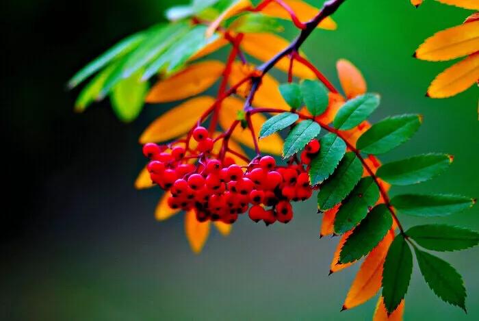 红豆是什么果实,红豆学名相思子