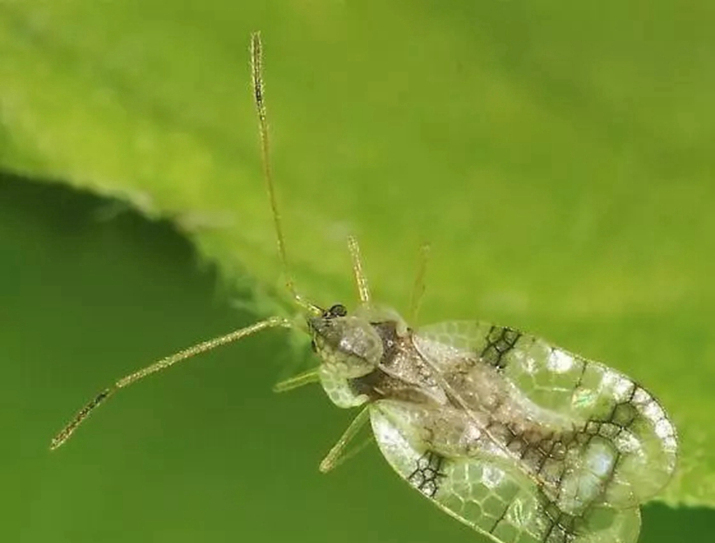 我的杜鹃缺水了怎么补救,我的杜鹃花叶子发黑掉落咋办