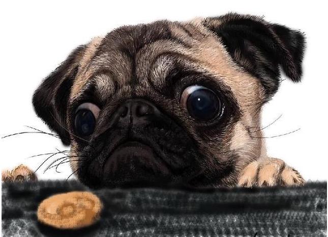 巴哥犬有眼屎正常吗怎么治,巴哥犬眼屎多怎么办用什么药