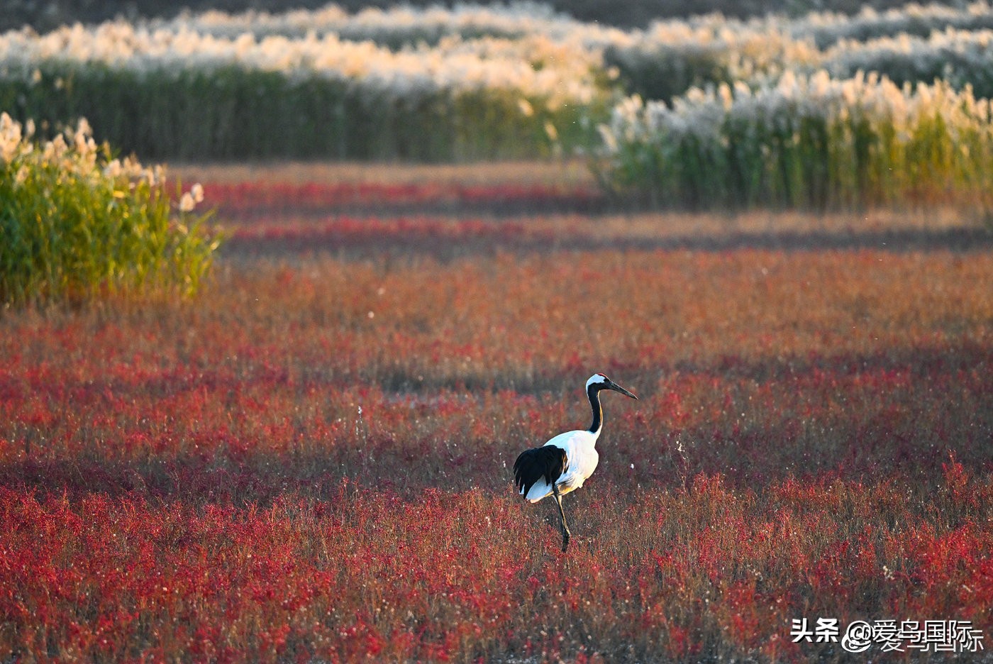 尼康z9有希望更新人像模式吗,尼康z9为什么适合打鸟