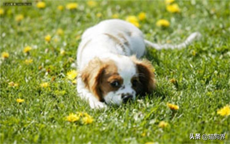 狗狗为什么会弓背夹尾巴,狗狗老是夹尾巴什么原因