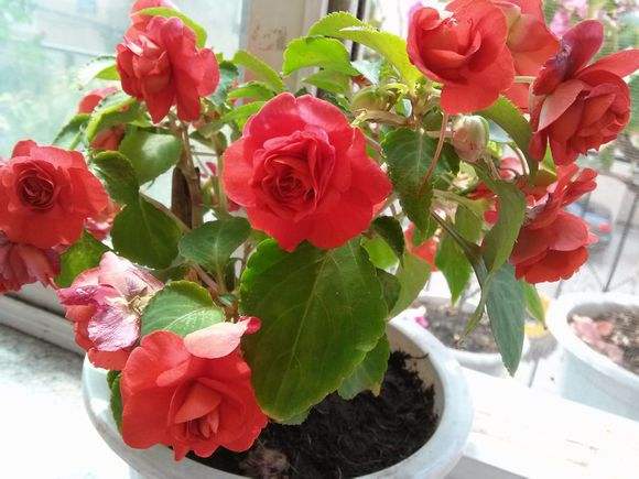 水梅花总是掉叶子,你是不是走进了这些误区?学会了就能爆盆