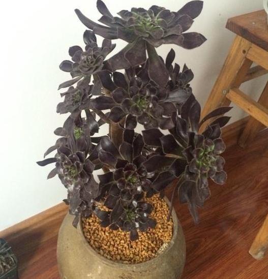 多肉怎么养成妖桩或悬崖桩,多肉老桩20多天可以露养吗