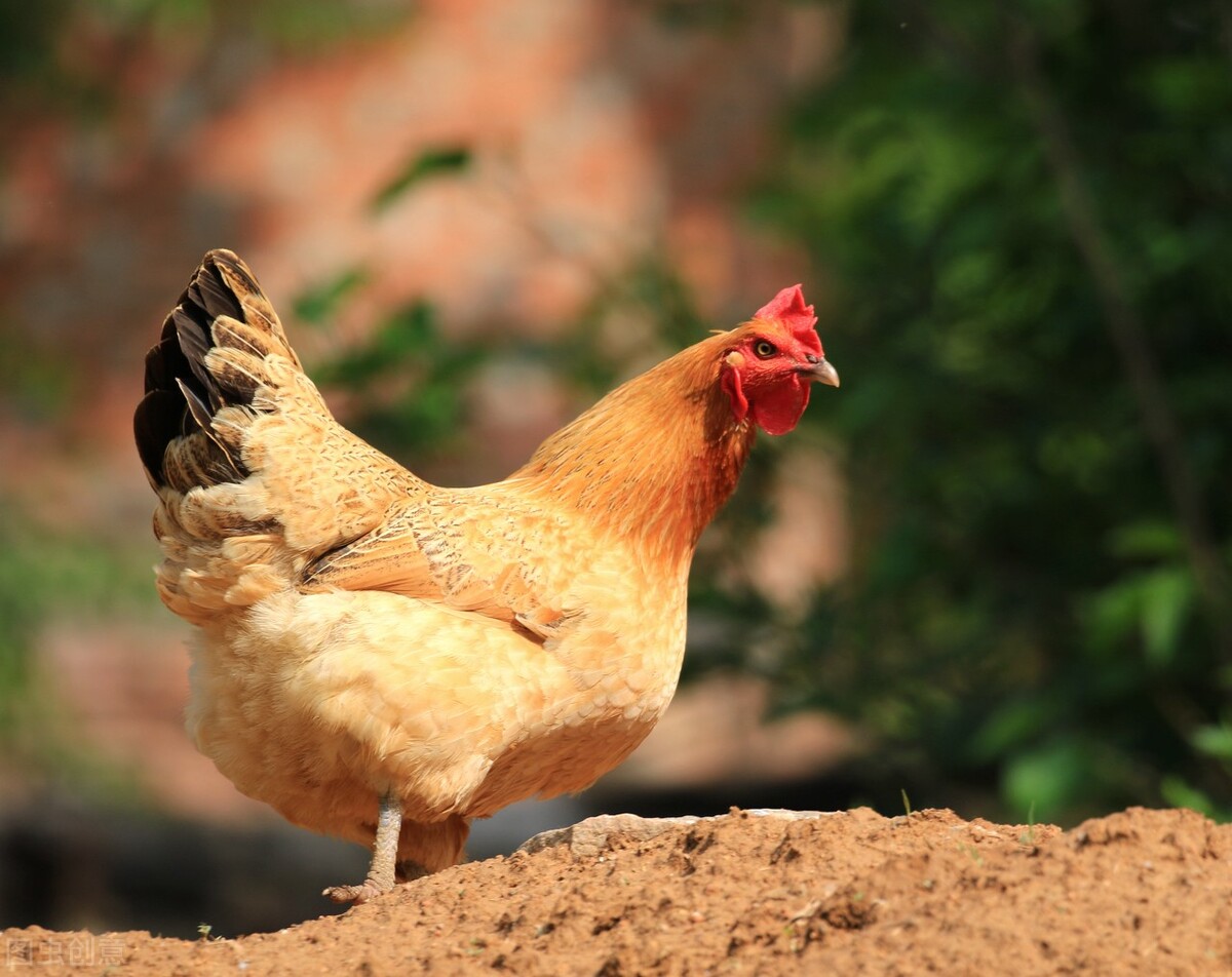 如何判断滑液囊支原体，以及防治