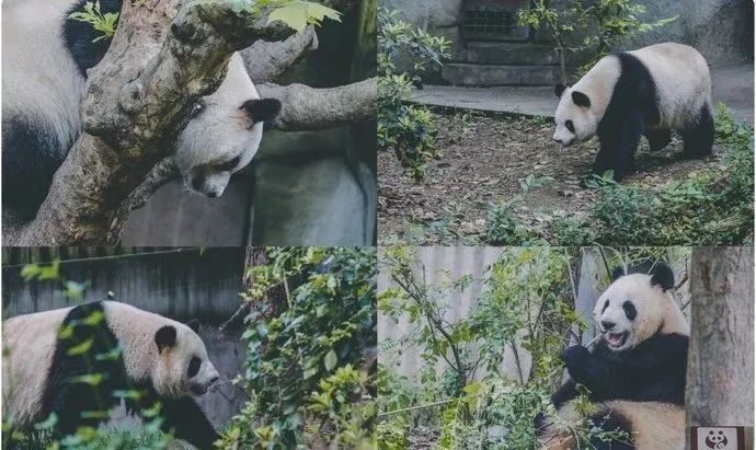 成都旅游远近攻略推荐理由,成都蓉城之秋旅游攻略