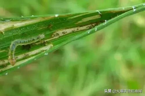 专治无花果钻心虫的绝密配方,专治钻心虫的克星