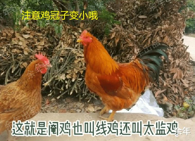 一男子在山洞里挖出一只奇怪生物,湖北一男子挖到老鼠窝