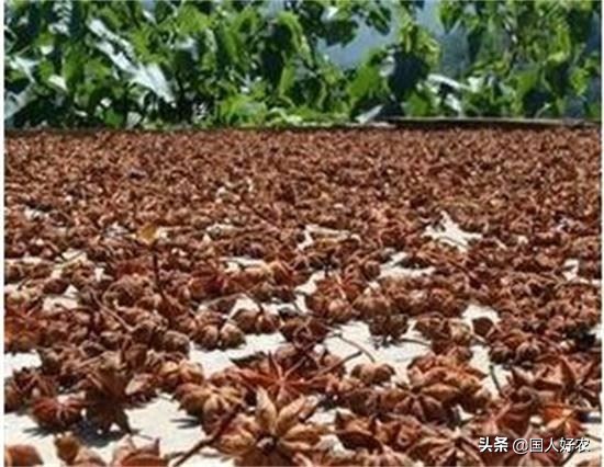 此物味道香甜，能卖钱，可作农村增收来源