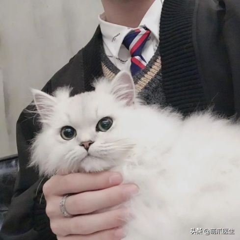 哪个品牌的猫粮把猫吃死了,go猫粮出事后怎么办