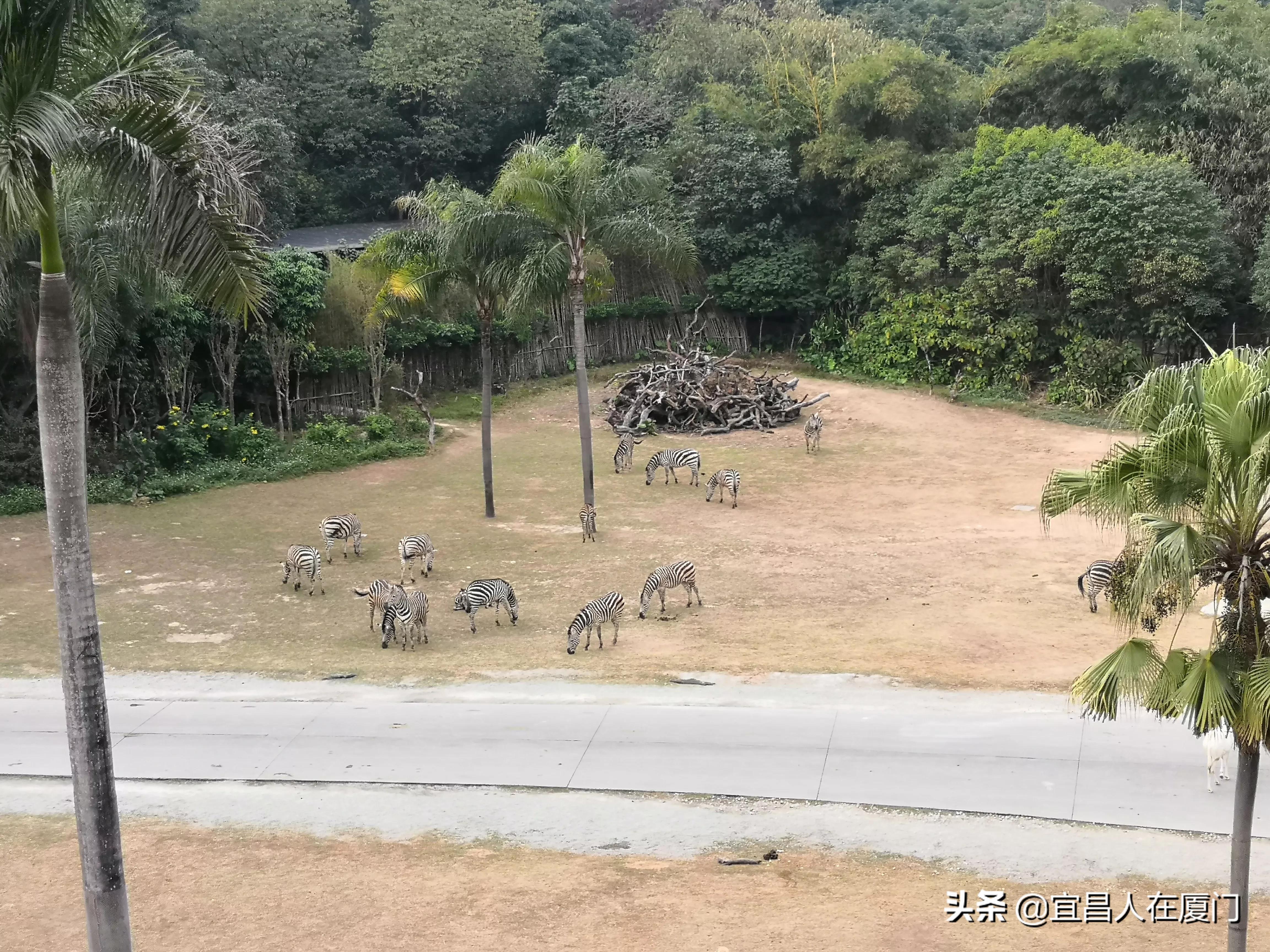 汉溪长隆野生动物园游玩攻略,广州深圳长隆野生动物园旅游攻略