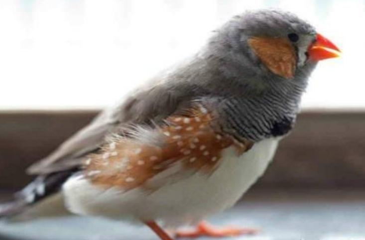 真的适合成对养！珍珠鸟这样养才更好