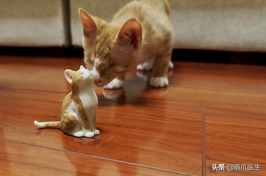 双目失明的猫怎么养,双目失明的猫有哪些