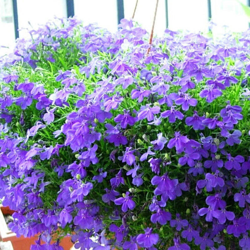 最好看的草花照片,各种草花图