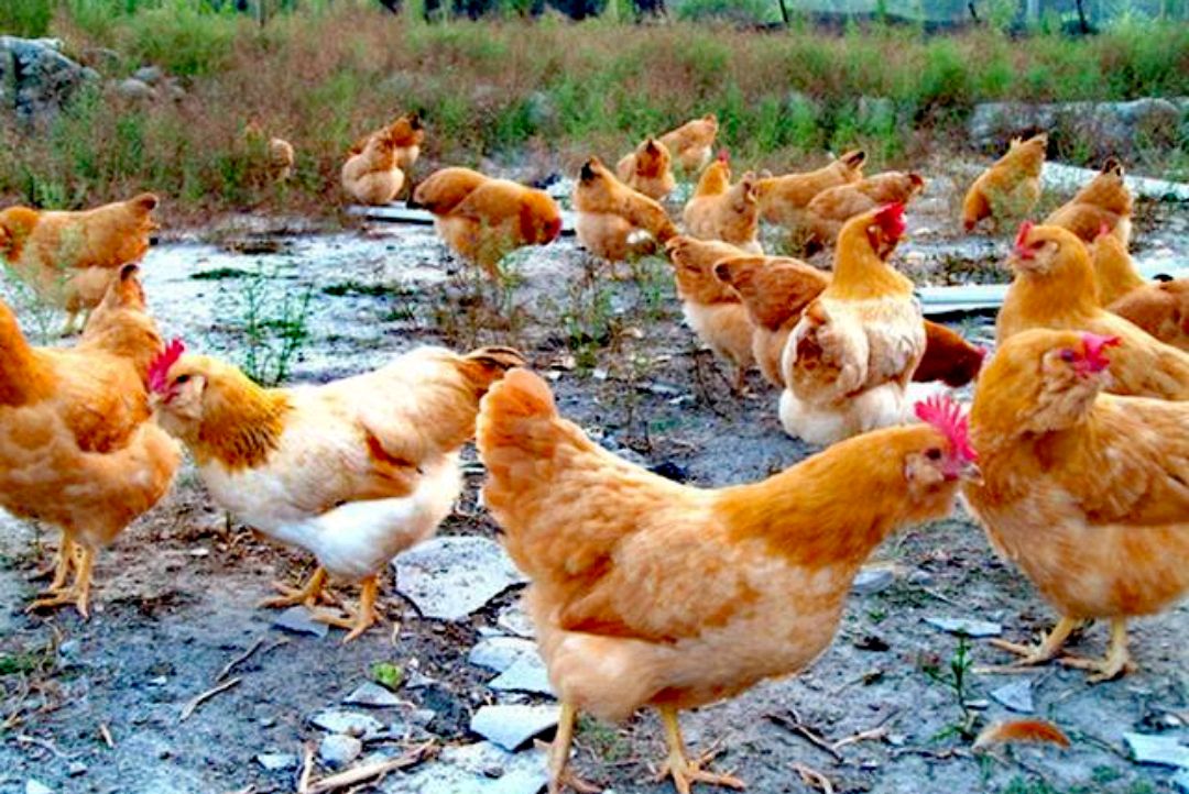 养鸡场为什么爱抓青年鸡？答案在文章里，还有入场工作也要做好